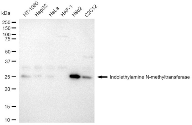 INMT Antibody in Western Blot (WB)