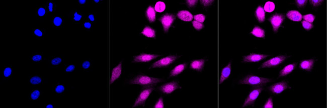INMT Antibody in Immunocytochemistry (ICC/IF)
