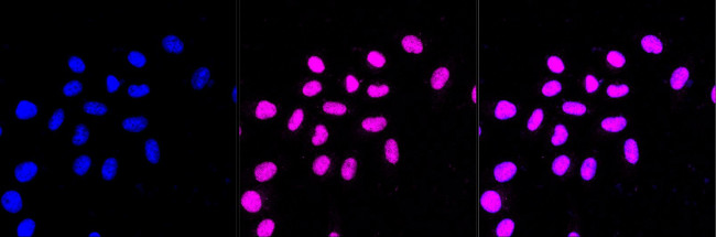 SF3B3 Antibody in Immunocytochemistry (ICC/IF)