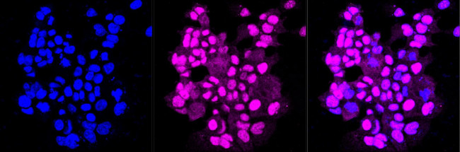 Mgea5 Antibody in Immunocytochemistry (ICC/IF)
