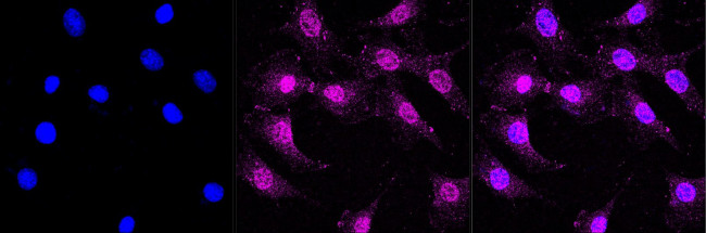 CDH10 Antibody in Immunocytochemistry (ICC/IF)