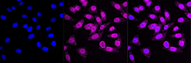 MEKK3 Antibody in Immunocytochemistry (ICC/IF)