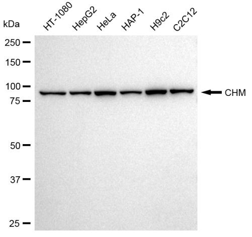 CHM Antibody in Western Blot (WB)