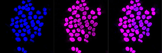 AHA1 Antibody in Immunocytochemistry (ICC/IF)