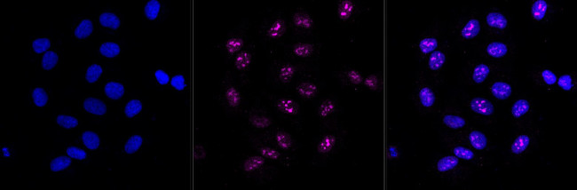 Cyclin D3 Antibody in Immunocytochemistry (ICC/IF)
