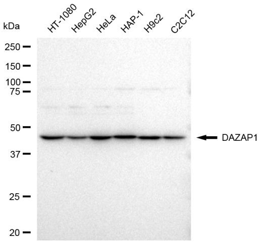 DAZAP1 Antibody in Western Blot (WB)