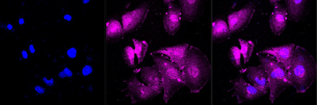 AKAP14 Antibody in Immunocytochemistry (ICC/IF)