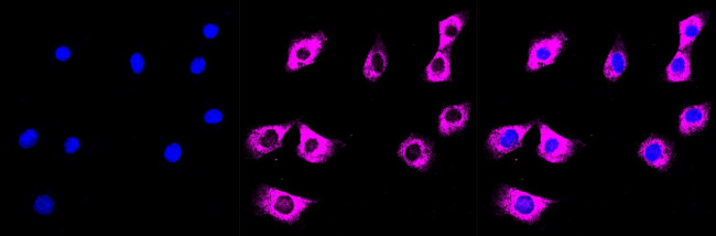 HDLBP Antibody in Immunocytochemistry (ICC/IF)
