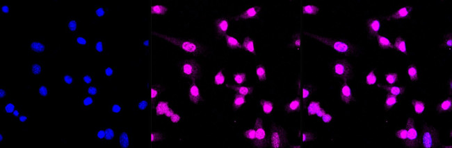 MEKK4 Antibody in Immunocytochemistry (ICC/IF)