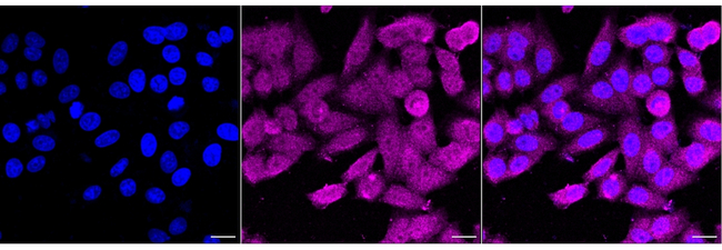 ALDH16A1 Antibody in Immunocytochemistry (ICC/IF)
