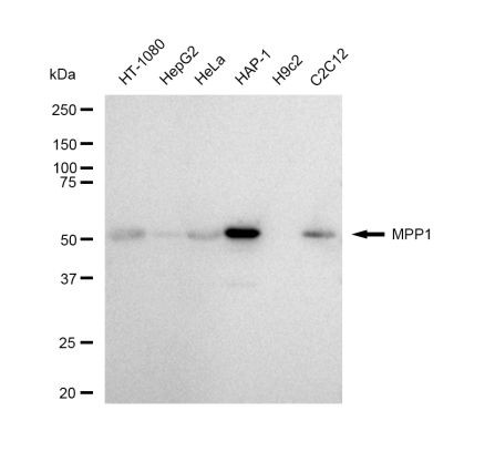 MPP1 Antibody in Western Blot (WB)