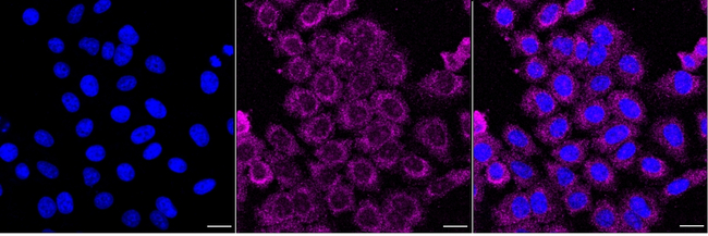BCL2A1 Antibody in Immunocytochemistry (ICC/IF)