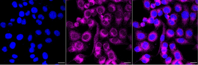BNIP1 Antibody in Immunocytochemistry (ICC/IF)