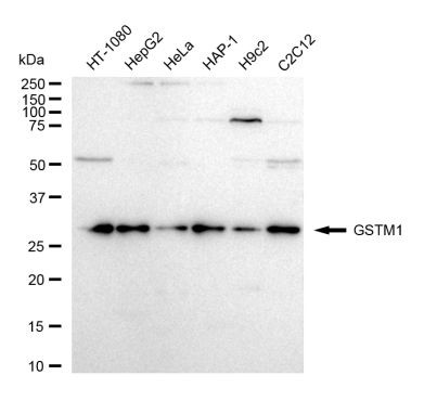 GSTM1 Antibody in Western Blot (WB)