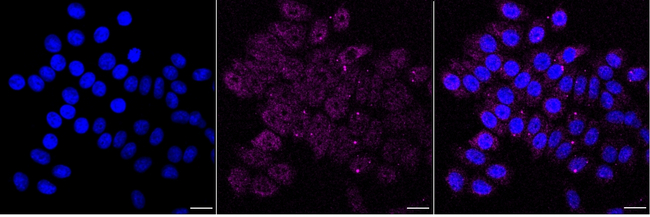 ATP5A1 Antibody in Immunocytochemistry (ICC/IF)