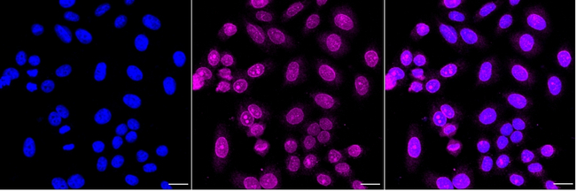 BMAL1 Antibody in Immunocytochemistry (ICC/IF)