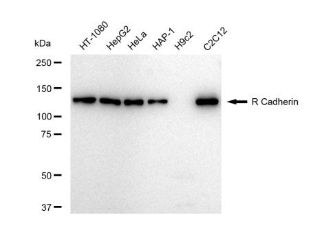 CDH4 Antibody in Western Blot (WB)