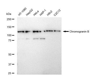 Chromogranin B Antibody in Western Blot (WB)