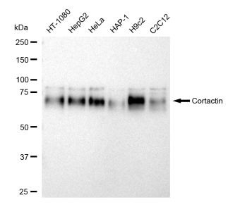 Cortactin Antibody in Western Blot (WB)