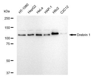 Drebrin Antibody in Western Blot (WB)