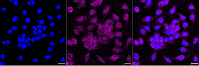Dynamin 3 Antibody in Immunocytochemistry (ICC/IF)