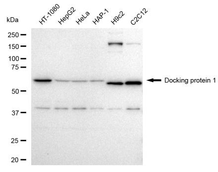 DOK1 Antibody in Western Blot (WB)