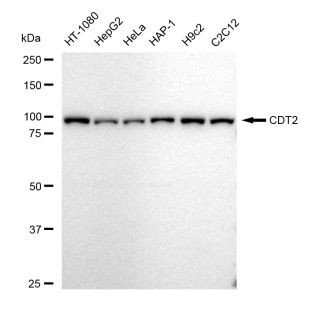 DTL Antibody in Western Blot (WB)