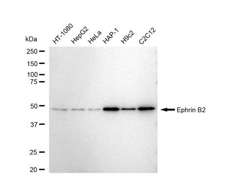 Ephrin B2 Antibody in Western Blot (WB)