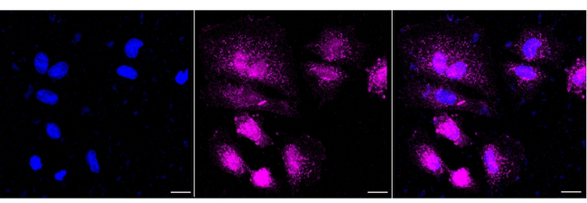 eIF1AX Antibody in Immunocytochemistry (ICC/IF)