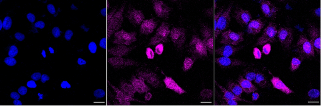 eIF1AX Antibody in Immunocytochemistry (ICC/IF)