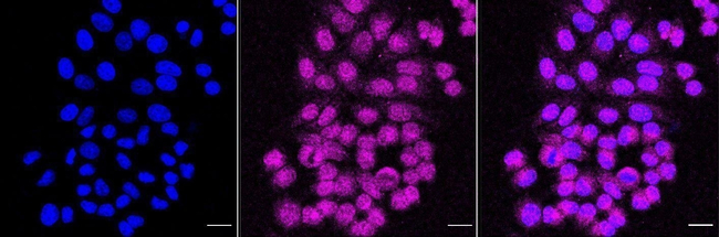 EMC4 Antibody in Immunocytochemistry (ICC/IF)