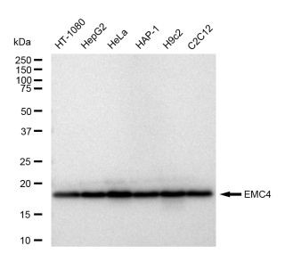 EMC4 Antibody in Western Blot (WB)
