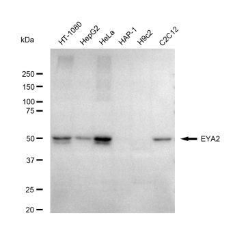 EYA2 Antibody in Western Blot (WB)