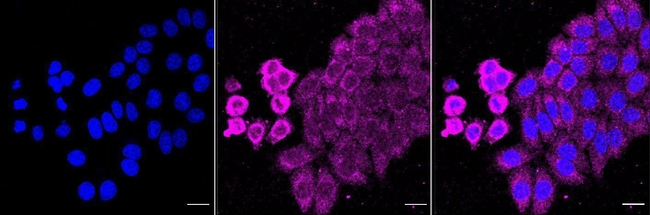 FDX1 Antibody in Immunocytochemistry (ICC/IF)