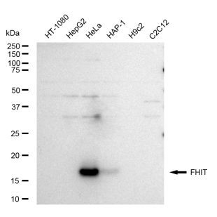 FHIT Antibody in Western Blot (WB)
