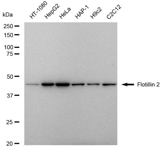 Flotillin 2 Antibody in Western Blot (WB)