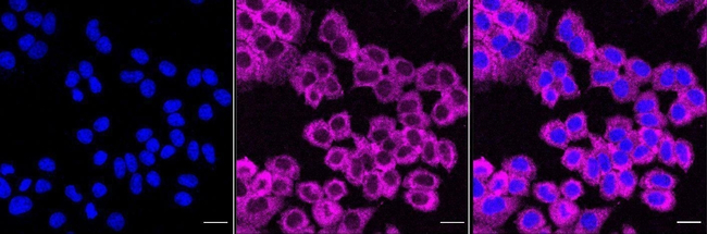 FXR1 Antibody in Immunocytochemistry (ICC/IF)