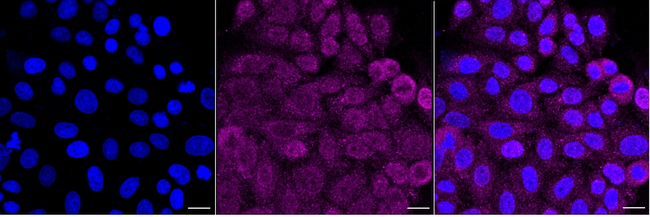 FZD9 Antibody in Immunocytochemistry (ICC/IF)