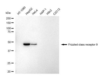FZD9 Antibody in Western Blot (WB)