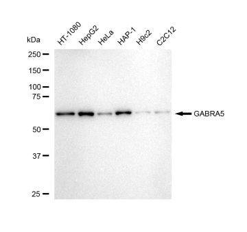 GABRA5 Antibody in Western Blot (WB)