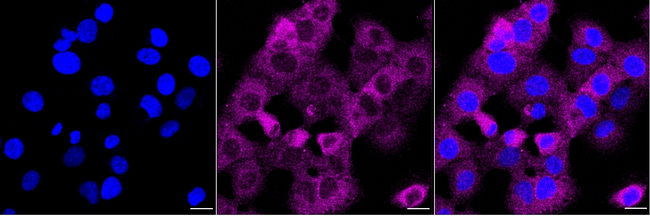 GART Antibody in Immunocytochemistry (ICC/IF)