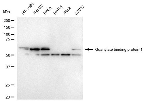 GBP1 Antibody in Western Blot (WB)