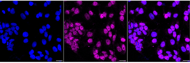 Cdc42EP1 Antibody in Immunocytochemistry (ICC/IF)