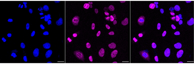 CDCA5 Antibody in Immunocytochemistry (ICC/IF)