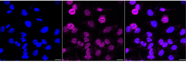 MKP-1 Antibody in Immunocytochemistry (ICC/IF)