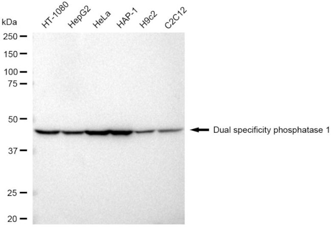MKP-1 Antibody in Western Blot (WB)