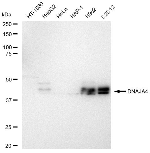 DNAJA4 Antibody in Western Blot (WB)
