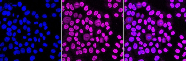 FAM50A Antibody in Immunocytochemistry (ICC/IF)