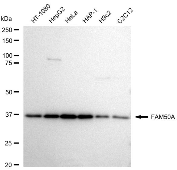 FAM50A Antibody in Western Blot (WB)