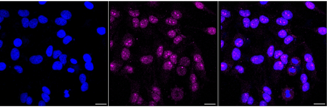 FRG1 Antibody in Immunocytochemistry (ICC/IF)